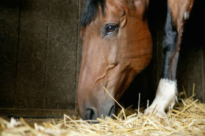 paard-manege-weidezicht